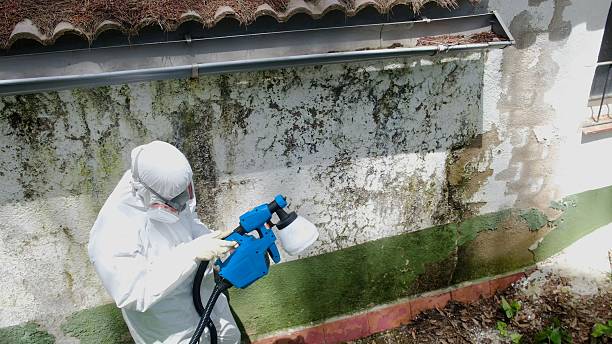 Top rated local Attic Mold Remediation specialists in Winter Springs, FL